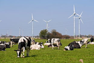 SK Ecoplant加拿大绿色氢项目获得当地政府风力发电国有土地使用许可